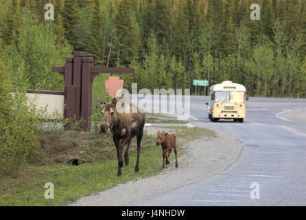 Amérique du Nord, les États-Unis, l'Alaska, Denali National Park, la vache de l'élan, l'élan, les jeunes, les mousses, Alces alces, Banque D'Images
