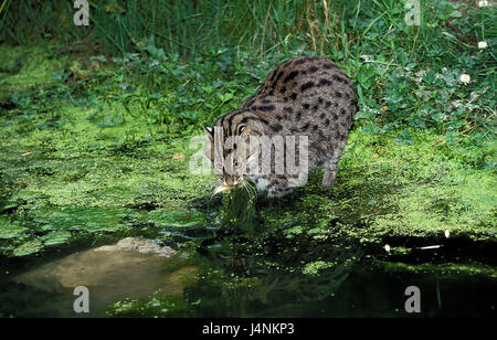 Le poisson chat, Prionailurus viverrinus, poisson piège, Banque D'Images