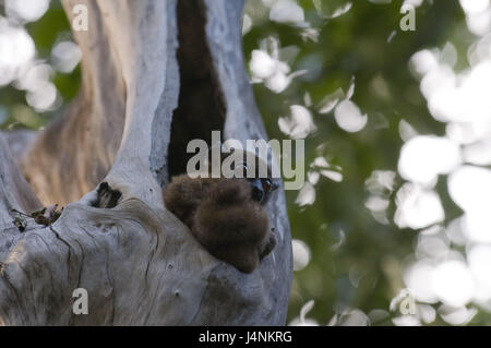 Madagascar, le parc national d'Ankarana, arbre, branche, lémurien Eulemur sanfordi, Sanford, s'asseoir, Banque D'Images