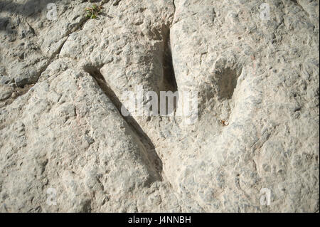 Empreintes de dinosaures théropodes. Valdecevillo site près de ENCISO village, La Rioja, Espagne. Banque D'Images