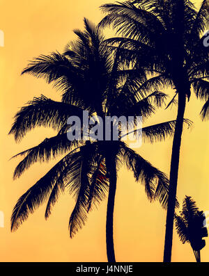 Silhouette de palmiers au coucher du soleil dans l'île de Hainan - Chine Banque D'Images