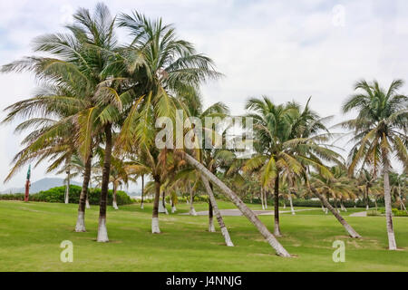 Dans le jardin de palmiers de l'île de Hainan - Chine Banque D'Images