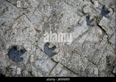 Empreintes de dinosaure ornithopode à Santa Cruz de Yanguas, Soria, Espagne. Banque D'Images