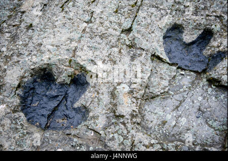 Empreintes de dinosaure ornithopode à Santa Cruz de Yanguas, Soria, Espagne. Banque D'Images
