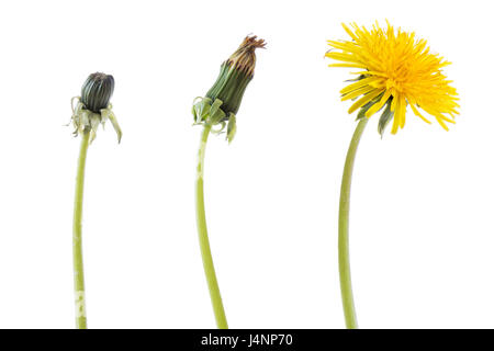 Pissenlit fleur en trois phases (stades) de l'élaboration,isolé sur fond blanc Banque D'Images