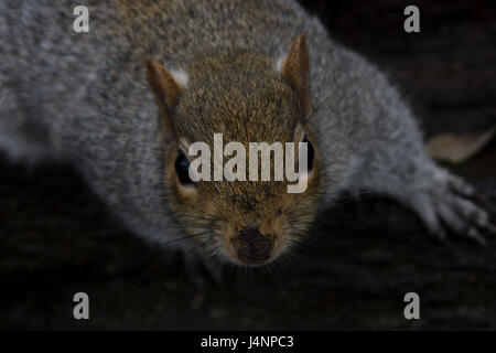 Écureuil gris photographié à Tehidy Woods Banque D'Images