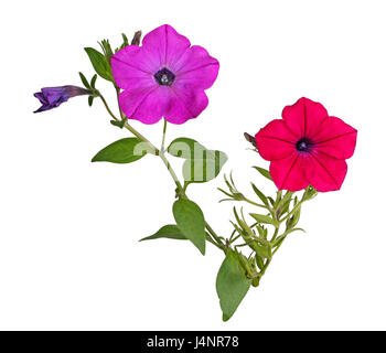 Deux tiges avec un rouge lumineux et magenta fleurs de pétunias (Petunia hybrida) isolé sur fond blanc Banque D'Images