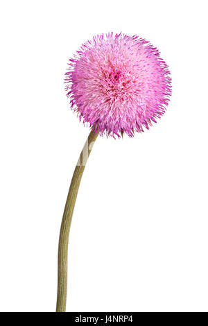 Tige simple avec un composé de musc fleur chardon (Carduus nutans) isolé sur fond blanc Banque D'Images