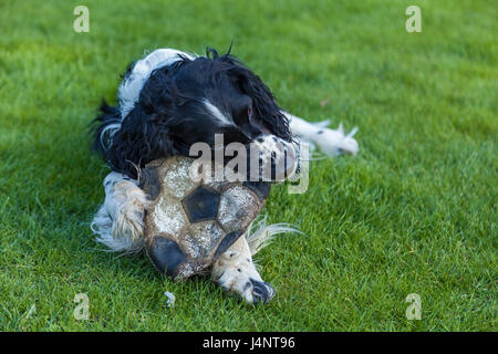 Le chien de race Cocker Anglais cause bien d'un ballon de foot sur une herbe verte, Cocker noir blanc Banque D'Images