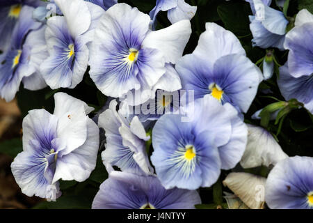 Une photographie assez serré de cette petite fleur unique. Banque D'Images