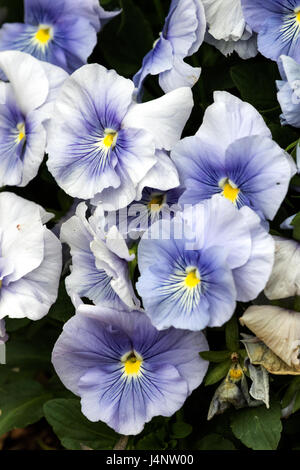 Une photographie assez serré de cette petite fleur unique. Banque D'Images