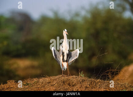 Héron cendré Ardea cinerea, bronzage avec les ailes écartées, parc national de Keoladeo Ghana, Bharatpur, Rajasthan, Inde Banque D'Images