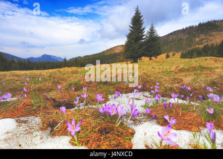 Paysage de printemps avec Crocus. Les crocus sauvages avec vallée sous ciel bleu. Beau fond de printemps. Banque D'Images