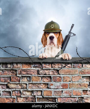 Le chien de garde avec arme dans un casque observe très attentivement. Le Beagle sur l'ancien mur de briques sur l'historique de l'ciel nuageux . Banque D'Images