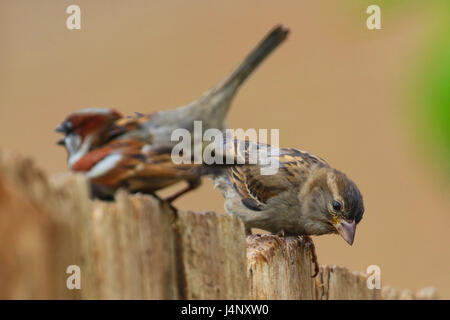 Paire de moineaux sur fence Banque D'Images