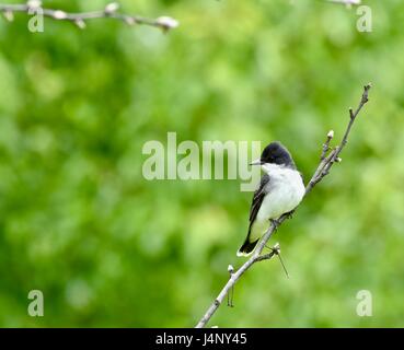 Tyran tritri (Tyrannus tyrannus) perché sur une branche Banque D'Images