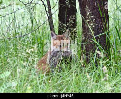 Le renard roux (Vulpes vulpes) kit ou pup avec une petite marmotte (Marmota monax) dans sa bouche Banque D'Images