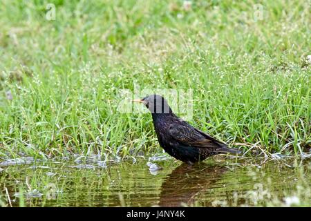 L'étourneau sansonnet (Sturnus vulgaris) baignade dans une petite flaque d'eau Banque D'Images