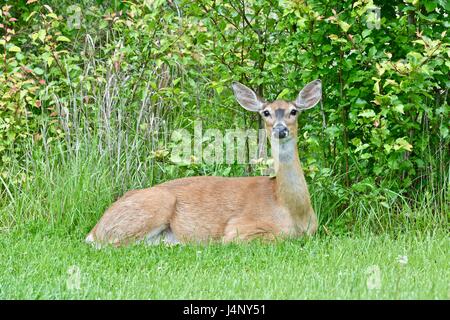 Femmes enceintes Le cerf de Virginie (Odocoileus virginianus) lits de pose dans l'herbe Banque D'Images