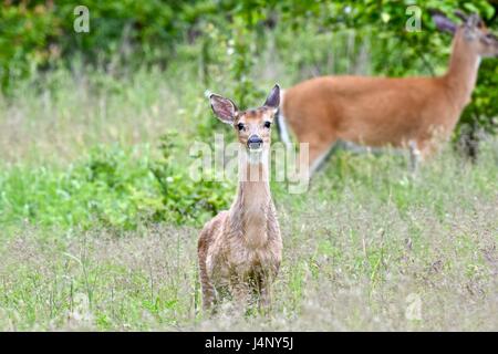 Le cerf de Virginie (Odocoileus virginianus) ou cerf biche debout dans un champ d'herbe Banque D'Images