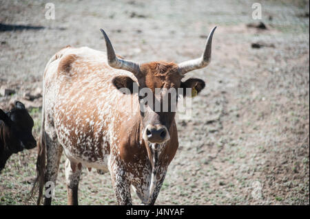 Round up bovins et de marque Veau Banque D'Images