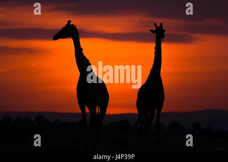 Les Girafes se découpant contre l'éclairage orangé de sunrise, Maasai Mara, Kenya Banque D'Images