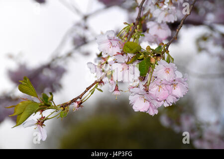 Gouttes de pluie sur sakura en fleurs arbre. Banque D'Images