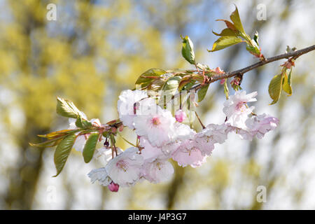 La fonte des neiges sur les arbres de Sakura en fleurs. Banque D'Images