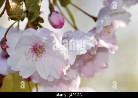 La fonte des neiges sur les arbres de Sakura en fleurs. Banque D'Images
