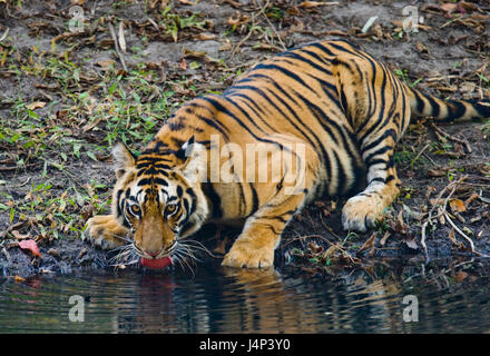 Wild Bengal Tiger boire de l'eau d'un étang dans la jungle. Inde. Parc national de Bandhavgarh. Madhya Pradesh. Banque D'Images