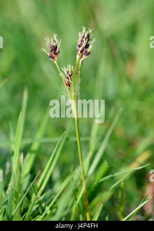 Bois de champ-rush - Luzula campestris petite fleur herbe Banque D'Images