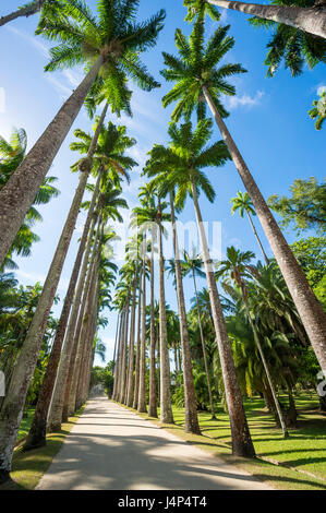 Chemin de terre bordées de hauts palmiers royaux sous ciel bleu à Rio de Janeiro, Brésil Banque D'Images