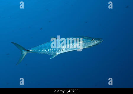 L'enregistrement sous-marin, Wahoo, Acanthocybium solandri, Banque D'Images