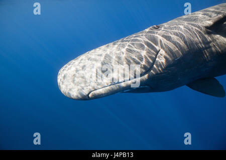 Cachalot, Physeter catodon, Dominique, les petites Antilles, dans les Caraïbes, Banque D'Images