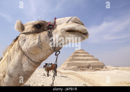 Camel, pyramide de Sakkara le pharaon Djoser, Egypte, Sakkara, Banque D'Images