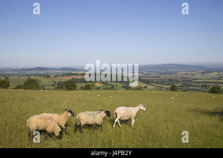 La Grande-Bretagne, l'Angleterre, Worcestershire, Cotswolds, vue, prairie, mouton, Banque D'Images