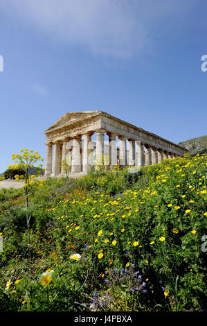 Italie, Sicile, Segesta, temple, fleurs, Banque D'Images
