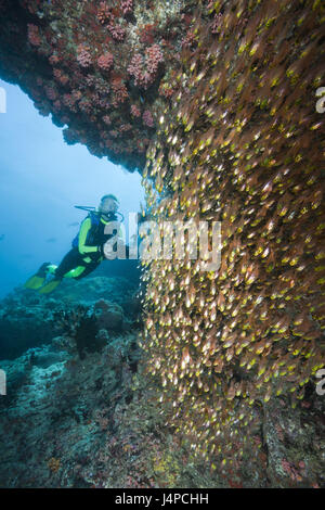 Verre de perchoirs et de plongeurs, Parapriacanthus, les Maldives, le house reef Ellaidhoo, north Ari Atoll, Banque D'Images