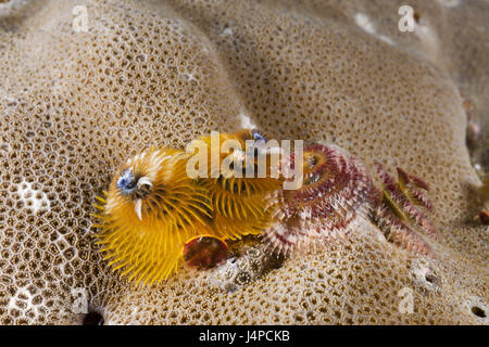 Spirale de couleur ver à tube, Spirobranchus giganteus, les Maldives, le sud de l'atoll, les temps Banque D'Images