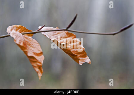 Fourche, feuilles, automne, réservation Banque D'Images