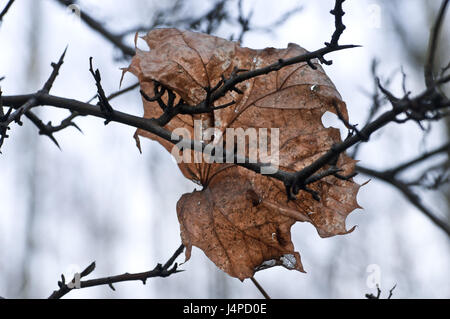 Érable, branches, détail, feuilles, automne, Banque D'Images