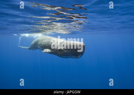 Cachalot, Physeter macrocephalus, Port Elizabeth, Afrique du Sud, l'océan Indien, Banque D'Images