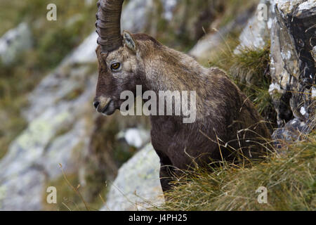 Alp Capricorne, Capra ibex, portrait, cheval de saut, de la bande de roulement, Manly, environnement, pente raide, rock, Banque D'Images