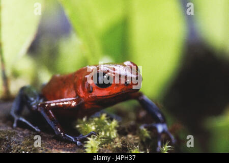 Dendrobates pumilio, fraise, de grenouille, de taille adulte, adulte, feuilles, s'asseoir, de la nature, de la faune, l'animal, l'animal sauvage, Amphib, amphibiens, des amphibiens, des amphibiens anoures, grenouille, grenouille, un poison de flèche, grenouille toxique, feuilles, vert, rouge, aux couleurs vives et colorées, joliment, joliment, exotique, aime, l'Amérique, l'Amérique centrale, le Costa Rica, Sarapiquí, Banque D'Images