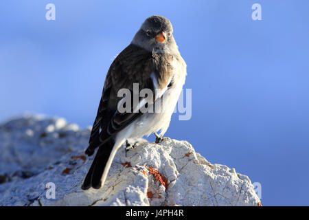 L'Italie, les Dolomites, province de Belluno, petit Lagazuoi, neige Finch, Montifringilla nivalis, Banque D'Images