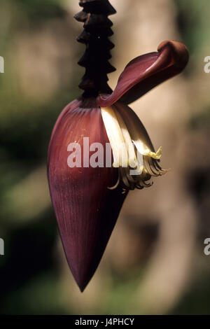 Costa Rica, Bribri, crayons, Banque D'Images