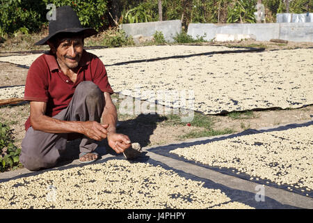 Guatemala, Jacaltenango, l'homme, les grains de café, aménager, séchage, Banque D'Images