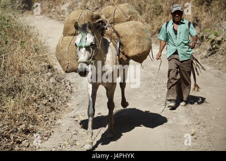 El Salvador, Parque Nacional el imposible, pion, cheval, route de montagne, Banque D'Images