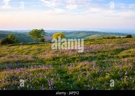 Sur Cothelstone Hill jacinthes dans les collines de Quantock donnant sur le canal de Bristol, Somerset, Angleterre. Banque D'Images