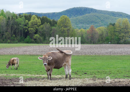 Une jeune vache remuant la queue dans un vert pâturage. Banque D'Images